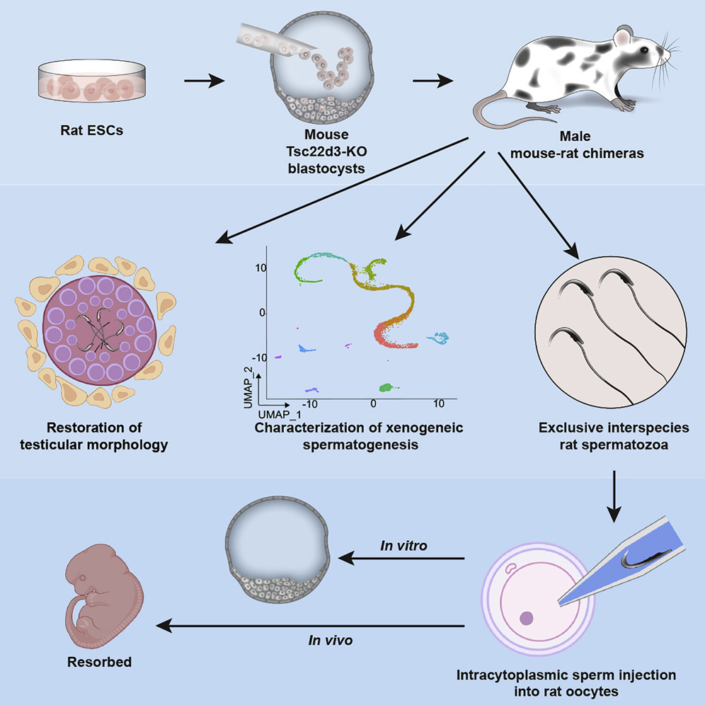 Enlarged view: Stem Cell technology for conservation efforts